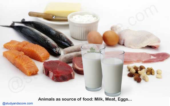plants seeds as a source of food, milk, meat products, eggs, milk products, butter, cream, cheese, curd